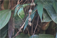 Pholidota pallida